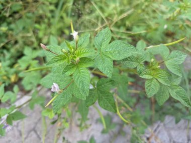 Kırpılmış örümcek çiçeği ağacı. Bu, Cleomaceae familyasına ait bir bitki türüdür. Genellikle yol kenarlarında ve bahçelerde bulunan yıllık bir bitkidir.