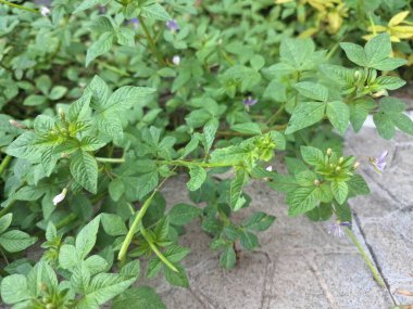 Kırpılmış örümcek çiçeği ağacı. Bu, Cleomaceae familyasına ait bir bitki türüdür. Genellikle yol kenarlarında ve bahçelerde bulunan yıllık bir bitkidir.