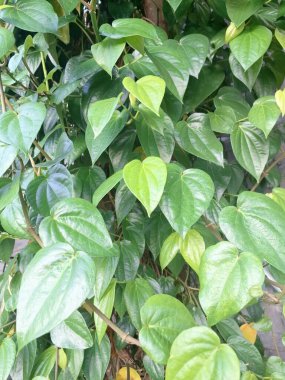 Betel bitkisi. Sonsuza kadar yeşildir, sarmaşık, kalp şeklinde parlak yaprakları vardır. Betel bitkisi yaprakları için yetiştirilir ve genellikle fındık çiğnemek için kullanılır.