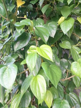 Betel bitkisi. Sonsuza kadar yeşildir, sarmaşık, kalp şeklinde parlak yaprakları vardır. Betel bitkisi yaprakları için yetiştirilir ve genellikle fındık çiğnemek için kullanılır.