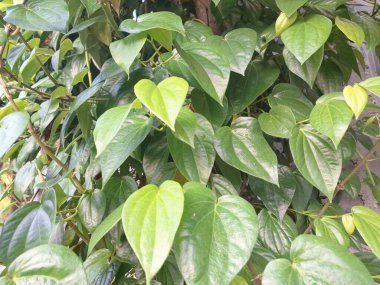 Betel bitkisi. Sonsuza kadar yeşildir, sarmaşık, kalp şeklinde parlak yaprakları vardır. Betel bitkisi yaprakları için yetiştirilir ve genellikle fındık çiğnemek için kullanılır.