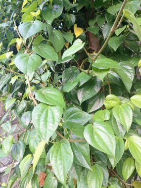 Betel bitkisi. Sonsuza kadar yeşildir, sarmaşık, kalp şeklinde parlak yaprakları vardır. Betel bitkisi yaprakları için yetiştirilir ve genellikle fındık çiğnemek için kullanılır.