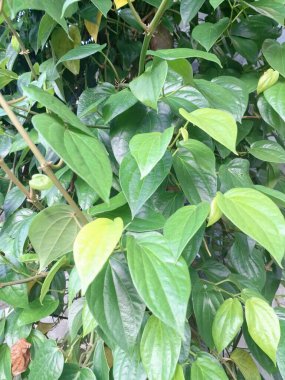 Betel bitkisi. Sonsuza kadar yeşildir, sarmaşık, kalp şeklinde parlak yaprakları vardır. Betel bitkisi yaprakları için yetiştirilir ve genellikle fındık çiğnemek için kullanılır.