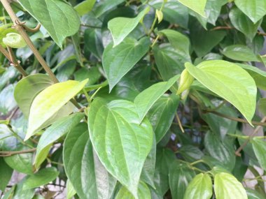 Betel bitkisi. Sonsuza kadar yeşildir, sarmaşık, kalp şeklinde parlak yaprakları vardır. Betel bitkisi yaprakları için yetiştirilir ve genellikle fındık çiğnemek için kullanılır.