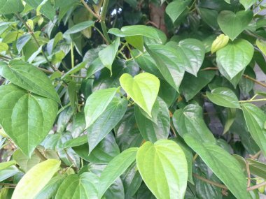 Betel bitkisi. Sonsuza kadar yeşildir, sarmaşık, kalp şeklinde parlak yaprakları vardır. Betel bitkisi yaprakları için yetiştirilir ve genellikle fındık çiğnemek için kullanılır.