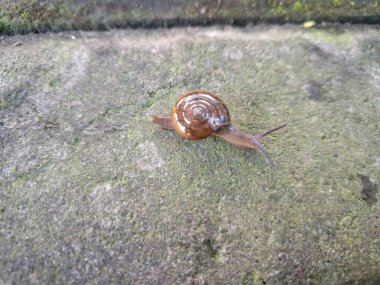 Asyalı sümüklü böcek kaldırımda. İsim, nakliye konteynırlarını dağıtım için kullanma alışkanlığı ve kökeninden türetilmiştir ve potansiyel olarak en yaygın olarak dağıtılan kara salyangozu türlerinden biridir.