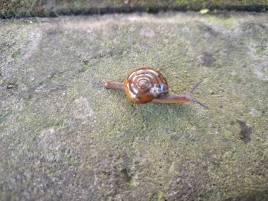 Asyalı sümüklü böcek kaldırımda. İsim, nakliye konteynırlarını dağıtım için kullanma alışkanlığı ve kökeninden türetilmiştir ve potansiyel olarak en yaygın olarak dağıtılan kara salyangozu türlerinden biridir.