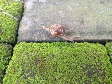 Asyalı tramplenler yosunlu blok kaldırımında. İsim, nakliye konteynırlarını dağıtım için kullanma alışkanlığı ve kökeninden türetilmiştir ve potansiyel olarak en yaygın olarak dağıtılan kara salyangozu türlerinden biridir.