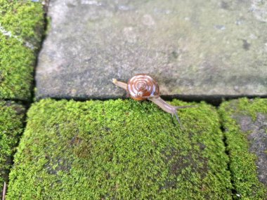 Asyalı tramplenler yosunlu blok kaldırımında. İsim, nakliye konteynırlarını dağıtım için kullanma alışkanlığı ve kökeninden türetilmiştir ve potansiyel olarak en yaygın olarak dağıtılan kara salyangozu türlerinden biridir.