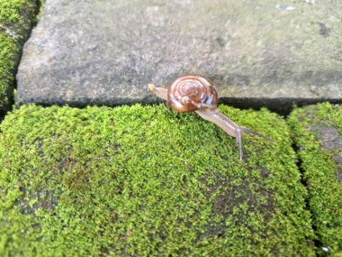 Asyalı tramplenler yosunlu blok kaldırımında. İsim, nakliye konteynırlarını dağıtım için kullanma alışkanlığı ve kökeninden türetilmiştir ve potansiyel olarak en yaygın olarak dağıtılan kara salyangozu türlerinden biridir.