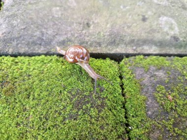 Asyalı tramplenler yosunlu blok kaldırımında. İsim, nakliye konteynırlarını dağıtım için kullanma alışkanlığı ve kökeninden türetilmiştir ve potansiyel olarak en yaygın olarak dağıtılan kara salyangozu türlerinden biridir.