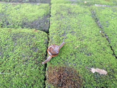 Asyalı tramplenler yosunlu blok kaldırımında. İsim, nakliye konteynırlarını dağıtım için kullanma alışkanlığı ve kökeninden türetilmiştir ve potansiyel olarak en yaygın olarak dağıtılan kara salyangozu türlerinden biridir.