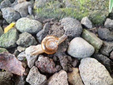 Asyalı sümüklü böcek. Bu Bradybaenidae familyasından küçük bir salyangoz. Bu bir karasal pulmonat gastropod yumuşakçasıdır.