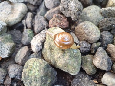 Asyalı sümüklü böcek. Bu Bradybaenidae familyasından küçük bir salyangoz. Bu bir karasal pulmonat gastropod yumuşakçasıdır.