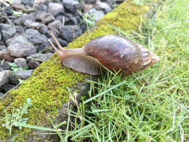 Dev Afrika kara salyangozu. Büyük, istilacı karasal yumuşakçalar. Tarımsal ekinlere ve diğer bitki yaşamlarına önemli zarar verme potansiyelleri ve büyüklükleriyle bilinirler.