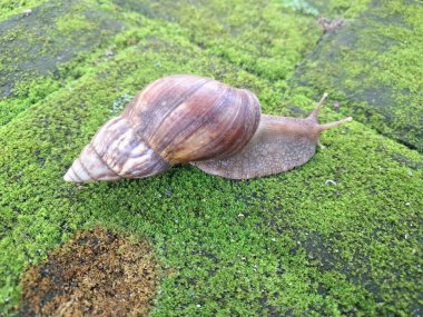 Dev Afrika karasal salyangoz yosunlu yosun bloğu. Büyük, istilacı karasal yumuşakçalar. Tarım ürünlerine ve diğer bitki yaşamlarına önemli ölçüde zarar verme potansiyellerine sahipler.