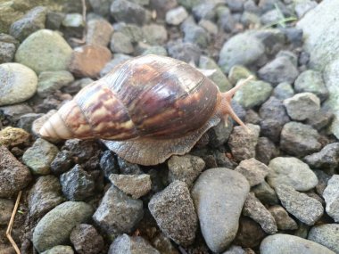 Büyük Afrika kara salyangozları, büyük ve istilacı karasal yumuşakçalardır. Tarım ürünlerine ve diğer bitki yaşamlarına önemli ölçüde zarar verme potansiyelleri ve büyüklükleriyle tanınırlar.