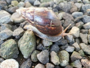 Büyük Afrika kara salyangozları, büyük ve istilacı karasal yumuşakçalardır. Tarım ürünlerine ve diğer bitki yaşamlarına önemli ölçüde zarar verme potansiyelleri ve büyüklükleriyle tanınırlar.