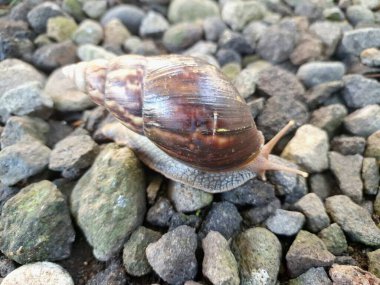 Büyük Afrika kara salyangozları, büyük ve istilacı karasal yumuşakçalardır. Tarım ürünlerine ve diğer bitki yaşamlarına önemli ölçüde zarar verme potansiyelleri ve büyüklükleriyle tanınırlar.