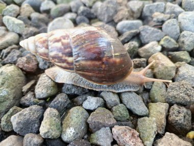 Büyük Afrika kara salyangozları, büyük ve istilacı karasal yumuşakçalardır. Tarım ürünlerine ve diğer bitki yaşamlarına önemli ölçüde zarar verme potansiyelleri ve büyüklükleriyle tanınırlar.