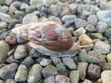 Büyük Afrika kara salyangozları, büyük ve istilacı karasal yumuşakçalardır. Tarım ürünlerine ve diğer bitki yaşamlarına önemli ölçüde zarar verme potansiyelleri ve büyüklükleriyle tanınırlar.