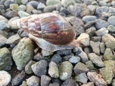 Büyük Afrika kara salyangozları, büyük ve istilacı karasal yumuşakçalardır. Tarım ürünlerine ve diğer bitki yaşamlarına önemli ölçüde zarar verme potansiyelleri ve büyüklükleriyle tanınırlar.