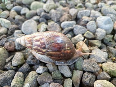 Büyük Afrika kara salyangozları, büyük ve istilacı karasal yumuşakçalardır. Tarım ürünlerine ve diğer bitki yaşamlarına önemli ölçüde zarar verme potansiyelleri ve büyüklükleriyle tanınırlar.