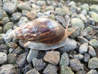 Büyük Afrika kara salyangozları, büyük ve istilacı karasal yumuşakçalardır. Tarım ürünlerine ve diğer bitki yaşamlarına önemli ölçüde zarar verme potansiyelleri ve büyüklükleriyle tanınırlar.
