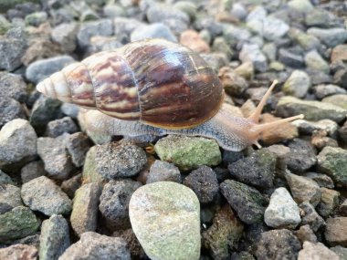 Büyük Afrika kara salyangozları, büyük ve istilacı karasal yumuşakçalardır. Tarım ürünlerine ve diğer bitki yaşamlarına önemli ölçüde zarar verme potansiyelleri ve büyüklükleriyle tanınırlar.