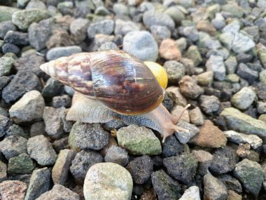 Büyük Afrika kara salyangozları, büyük ve istilacı karasal yumuşakçalardır. Tarım ürünlerine ve diğer bitki yaşamlarına önemli ölçüde zarar verme potansiyelleri ve büyüklükleriyle tanınırlar.