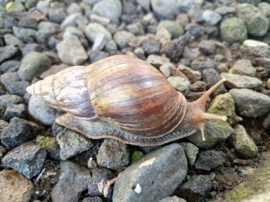 Büyük Afrika kara salyangozları, büyük ve istilacı karasal yumuşakçalardır. Tarım ürünlerine ve diğer bitki yaşamlarına önemli ölçüde zarar verme potansiyelleri ve büyüklükleriyle tanınırlar.