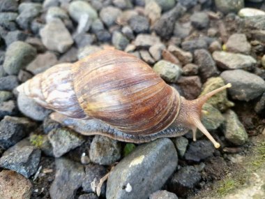 Büyük Afrika kara salyangozları, büyük ve istilacı karasal yumuşakçalardır. Tarım ürünlerine ve diğer bitki yaşamlarına önemli ölçüde zarar verme potansiyelleri ve büyüklükleriyle tanınırlar.