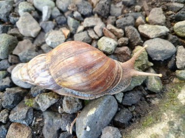 Büyük Afrika kara salyangozları, büyük ve istilacı karasal yumuşakçalardır. Tarım ürünlerine ve diğer bitki yaşamlarına önemli ölçüde zarar verme potansiyelleri ve büyüklükleriyle tanınırlar.