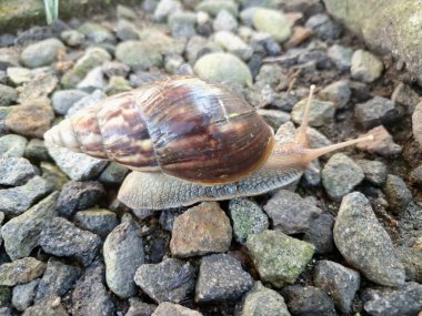 Büyük Afrika kara salyangozları, büyük ve istilacı karasal yumuşakçalardır. Tarım ürünlerine ve diğer bitki yaşamlarına önemli ölçüde zarar verme potansiyelleri ve büyüklükleriyle tanınırlar.