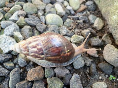 Büyük Afrika kara salyangozları, büyük ve istilacı karasal yumuşakçalardır. Tarım ürünlerine ve diğer bitki yaşamlarına önemli ölçüde zarar verme potansiyelleri ve büyüklükleriyle tanınırlar.