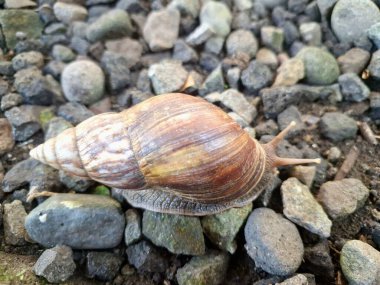 Büyük Afrika kara salyangozları, büyük ve istilacı karasal yumuşakçalardır. Tarım ürünlerine ve diğer bitki yaşamlarına önemli ölçüde zarar verme potansiyelleri ve büyüklükleriyle tanınırlar.