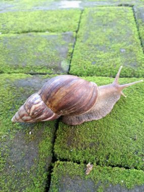 Yosun tutmuş kaldırımda dev bir Afrika salyangozu. Ayırt edici bir konik kabukları vardır, genellikle açık kahverengidir ve alternatif kahverengi ve krema bantları vardır. Bu salyangozlar 20 cm uzunluğa ulaşabilirler.