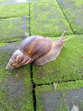 Yosun tutmuş kaldırımda dev bir Afrika salyangozu. Ayırt edici bir konik kabukları vardır, genellikle açık kahverengidir ve alternatif kahverengi ve krema bantları vardır. Bu salyangozlar 20 cm uzunluğa ulaşabilirler.