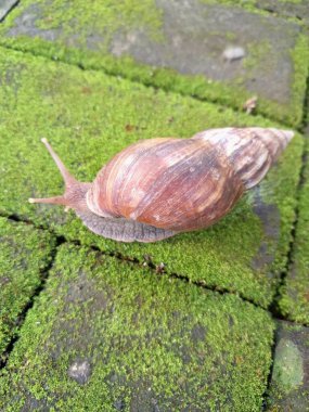 Yosun tutmuş kaldırımda dev bir Afrika salyangozu. Ayırt edici bir konik kabukları vardır, genellikle açık kahverengidir ve alternatif kahverengi ve krema bantları vardır. Bu salyangozlar 20 cm uzunluğa ulaşabilirler.