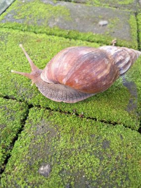 Yosun tutmuş kaldırımda dev bir Afrika salyangozu. Ayırt edici bir konik kabukları vardır, genellikle açık kahverengidir ve alternatif kahverengi ve krema bantları vardır. Bu salyangozlar 20 cm uzunluğa ulaşabilirler.