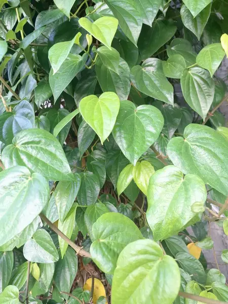 Betel bitkisi. Sonsuza kadar yeşildir, sarmaşık, kalp şeklinde parlak yaprakları vardır. Betel bitkisi yaprakları için yetiştirilir ve genellikle fındık çiğnemek için kullanılır.