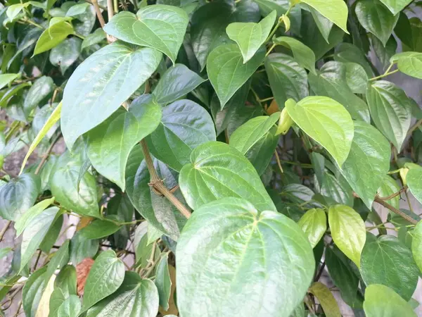Betel bitkisi. Sonsuza kadar yeşildir, sarmaşık, kalp şeklinde parlak yaprakları vardır. Betel bitkisi yaprakları için yetiştirilir ve genellikle fındık çiğnemek için kullanılır.