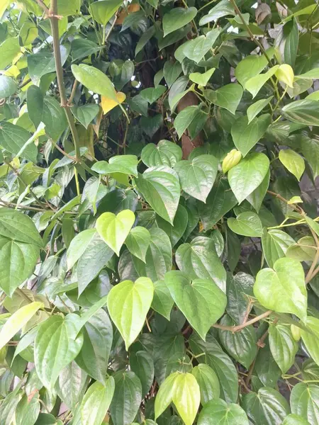 Betel bitkisi. Sonsuza kadar yeşildir, sarmaşık, kalp şeklinde parlak yaprakları vardır. Betel bitkisi yaprakları için yetiştirilir ve genellikle fındık çiğnemek için kullanılır.