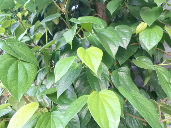 Betel bitkisi. Sonsuza kadar yeşildir, sarmaşık, kalp şeklinde parlak yaprakları vardır. Betel bitkisi yaprakları için yetiştirilir ve genellikle fındık çiğnemek için kullanılır.