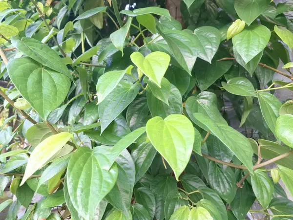 Betel bitkisi. Sonsuza kadar yeşildir, sarmaşık, kalp şeklinde parlak yaprakları vardır. Betel bitkisi yaprakları için yetiştirilir ve genellikle fındık çiğnemek için kullanılır.