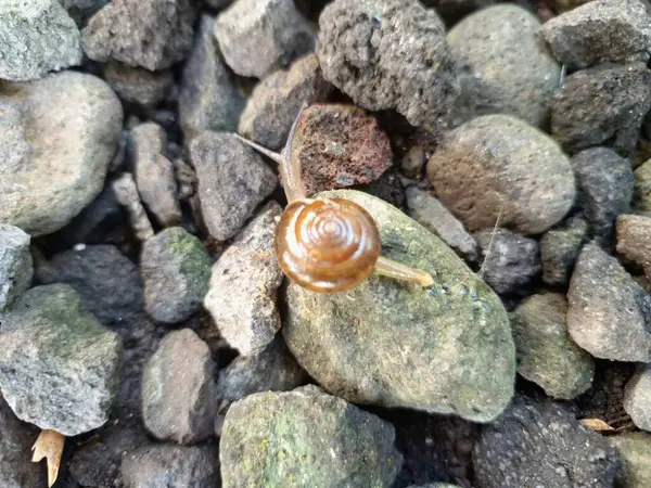 Asyalı sümüklü böcek. Bu Bradybaenidae familyasından küçük bir salyangoz. Bu bir karasal pulmonat gastropod yumuşakçasıdır.