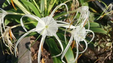 Plaj örümceği çiçeği. Bilimsel adı Lycoris albiflora veya Hymenocallis 'dir. Bu çiçeğin uzun, ince taç yaprakları, örümcek bacaklarına benzer, ve beyaz renkli.