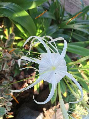 Plaj örümceği çiçeği. Bilimsel adı Lycoris albiflora veya Hymenocallis 'dir. Bu çiçeğin uzun, ince taç yaprakları, örümcek bacaklarına benzer, ve beyaz renkli.