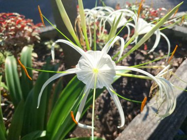 Plaj örümceği çiçeği. Bilimsel adı Lycoris albiflora veya Hymenocallis 'dir. Bu çiçeğin uzun, ince taç yaprakları, örümcek bacaklarına benzer, ve beyaz renkli.