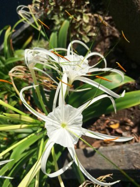 Plaj örümceği çiçeği. Bilimsel adı Lycoris albiflora veya Hymenocallis 'dir. Bu çiçeğin uzun, ince taç yaprakları, örümcek bacaklarına benzer, ve beyaz renkli.